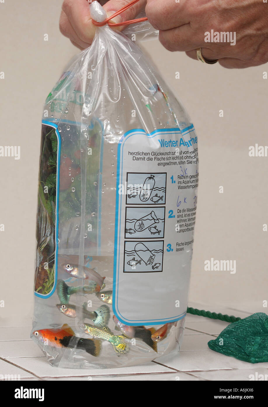 Pesci di acquario confezionato in sacchetto di plastica Foto Stock