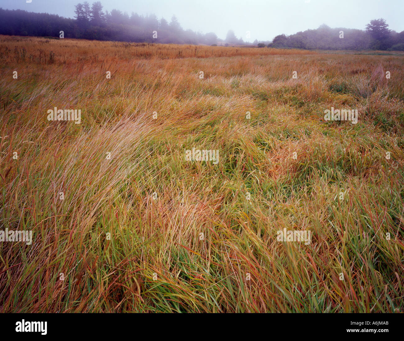 Dungeness National Wildlife Refuge, WA: nebbia costiera enshrouds un prato erboso e distante tree al di sopra della linea di Dungeness Spit Foto Stock