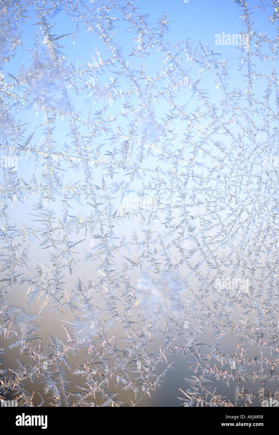 Frost flowersin spider net Foto Stock