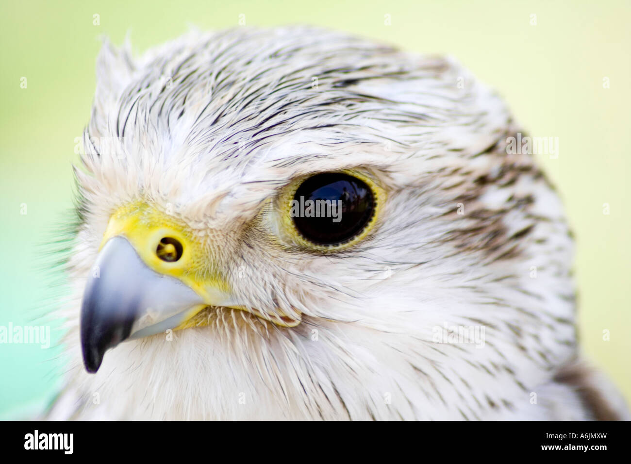 Saker falcon il portrait. Foto Stock