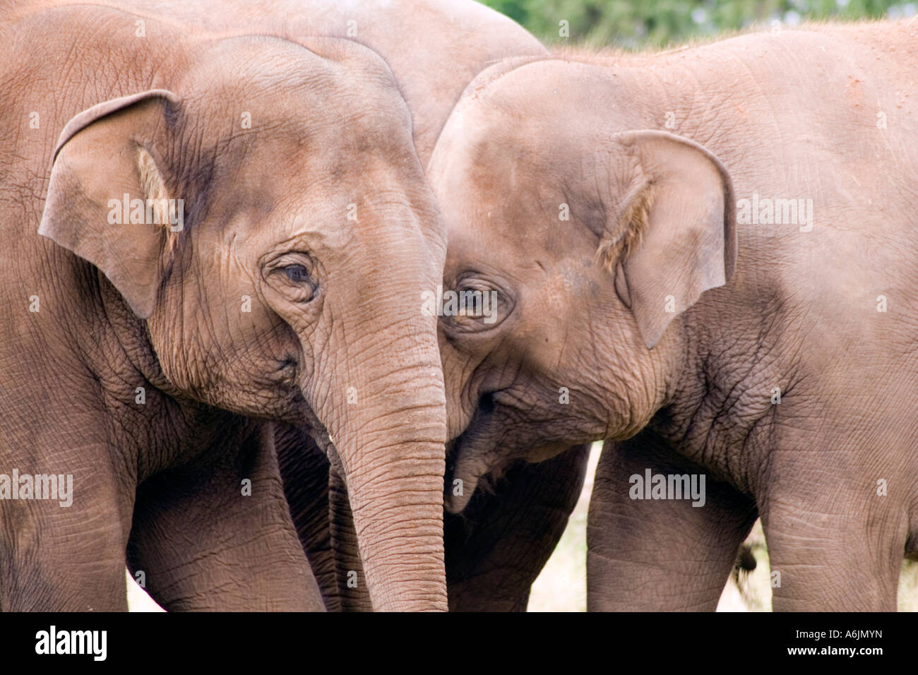 Elefanti asiatici. Elephas maximus. Foto Stock