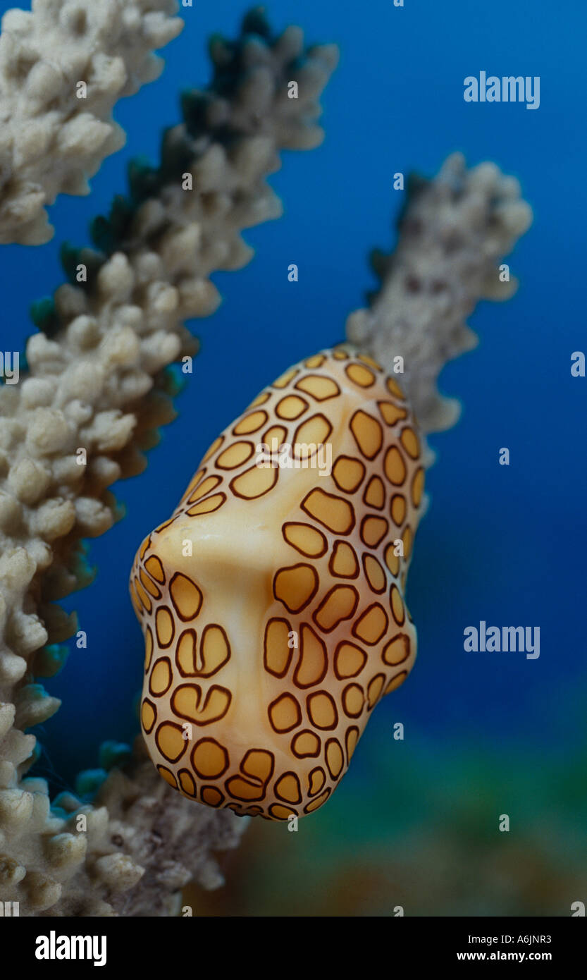 Cyphoma gibbosum, Flamingo linguetta sulla alimentazione di gorgonie, Isole Cayman Mar dei Caraibi Foto Stock