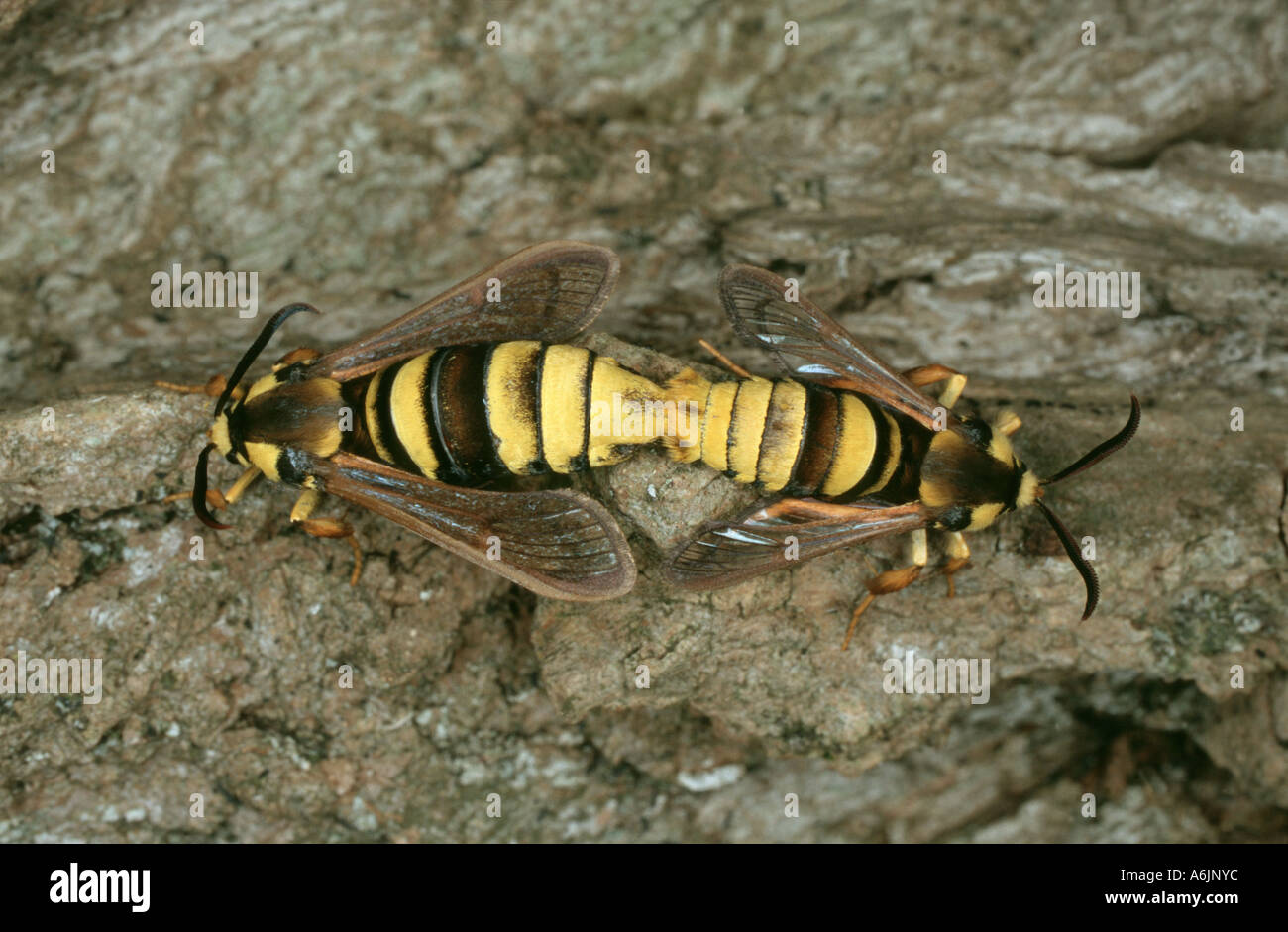 Il pioppo hornet clearwing, hornet moth (Sesia apiformis, Aegeria apiformis), durante corpulation, in Germania, in Baviera Foto Stock