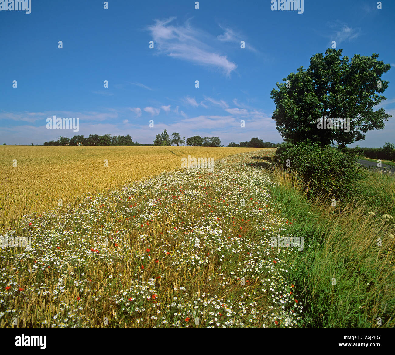 Fiori selvaggi sul set-aside striscia Norfolk Foto Stock