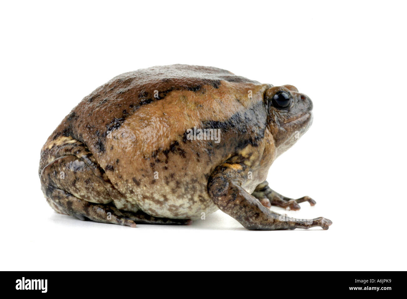 Chubby rana, Asian verniciata (rana Kaloula pulchra), laterale Foto Stock