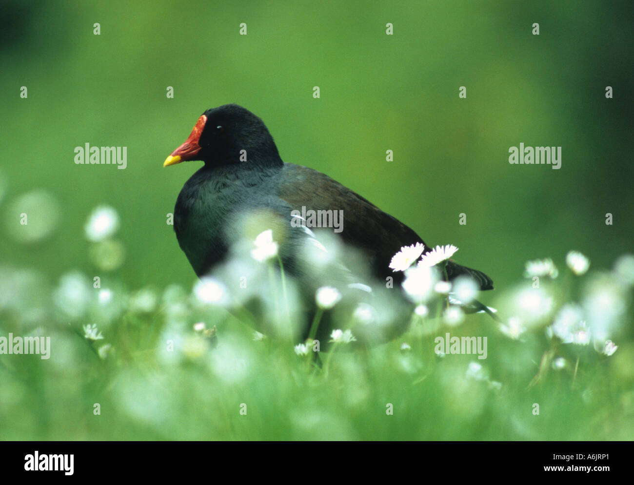 (Moorhen Gallinula chloropus) nel Regno Unito Foto Stock