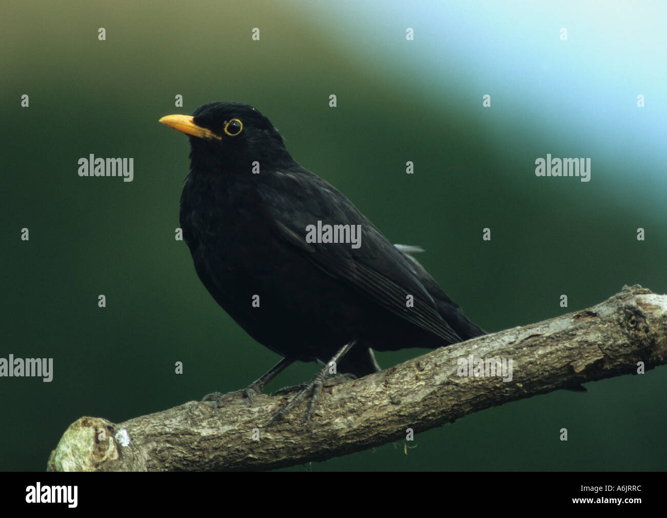 Merlo maschio sul ramo (Turdus merula) nel Regno Unito Foto Stock