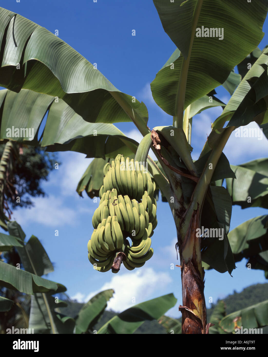 Frutti pendenti su piante di banana in piantagione, St.Lucia, dei Caraibi Foto Stock
