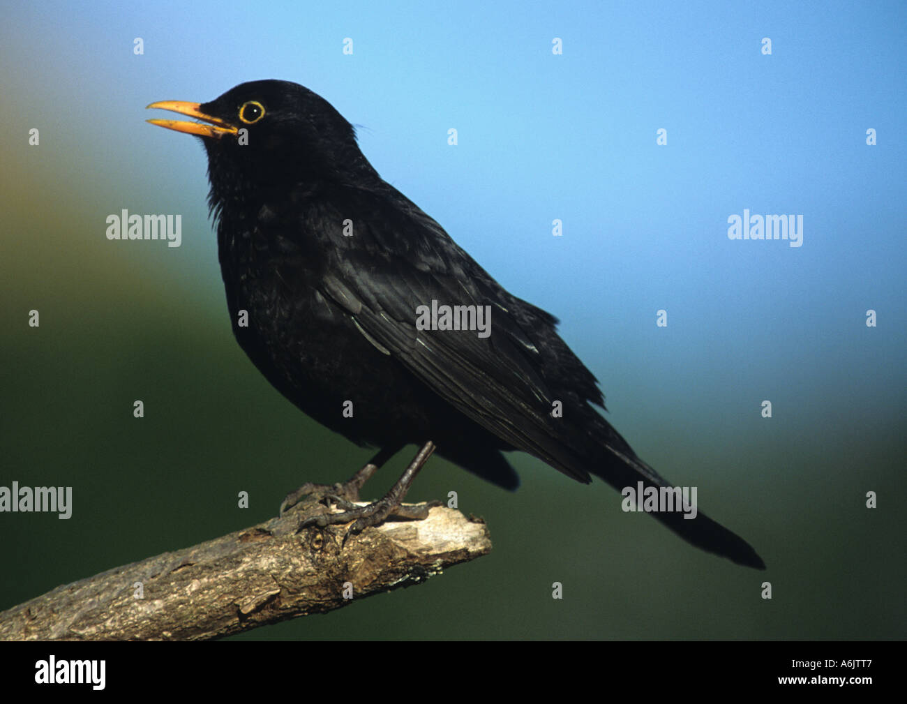 Voce maschile Blackbird Singing sul ramo (Turdus merula) nel Regno Unito Foto Stock