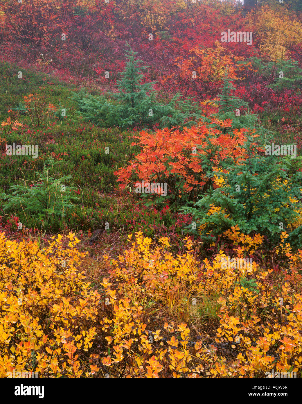 I colori autunnali del Monte Ceneri e huckleberries in Mount Baker Snoqualmie National Forest WA Foto Stock