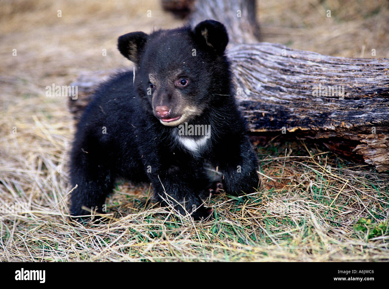 MBK-110 Black Bear Cub vicino al log Foto Stock