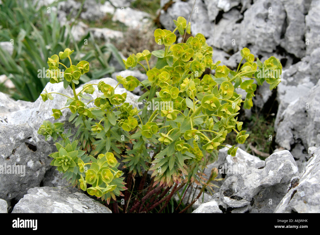 In alto al di sopra di Grazalema Euphorbia sp calcare Foto Stock