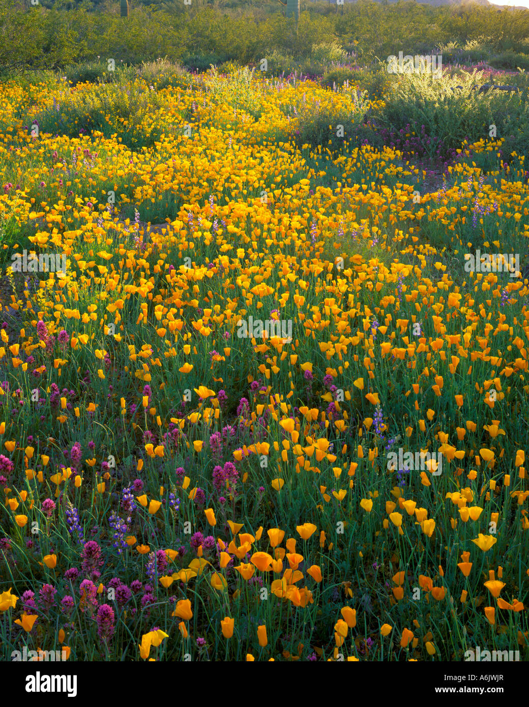 Organo a canne Cactus monumento nazionale, AZ campo di papaveri Esch californica e fiori selvatici del deserto Foto Stock