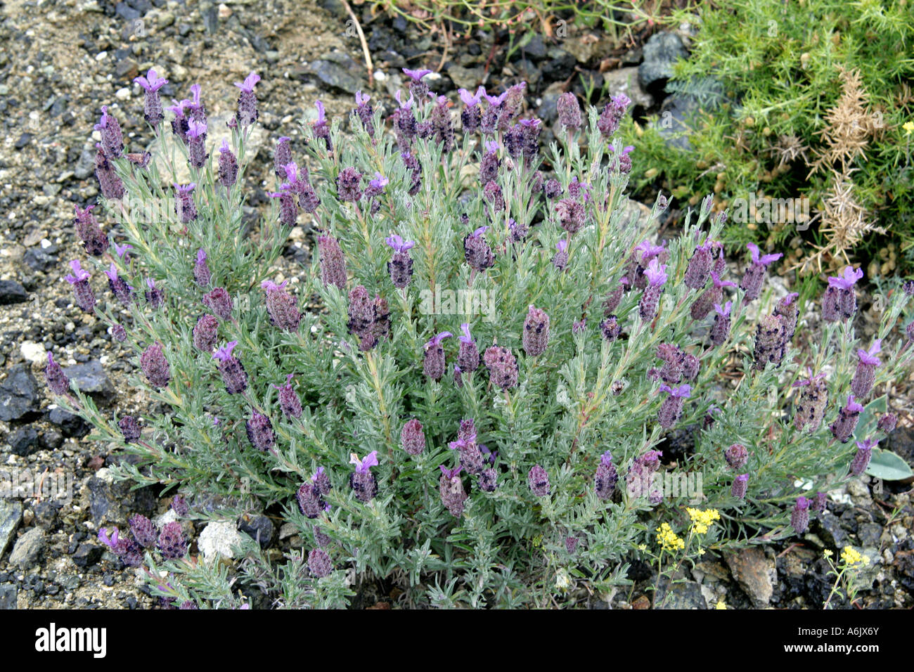 Lavandula stoechas Carratraca stradale Andalusia Spagna Foto Stock