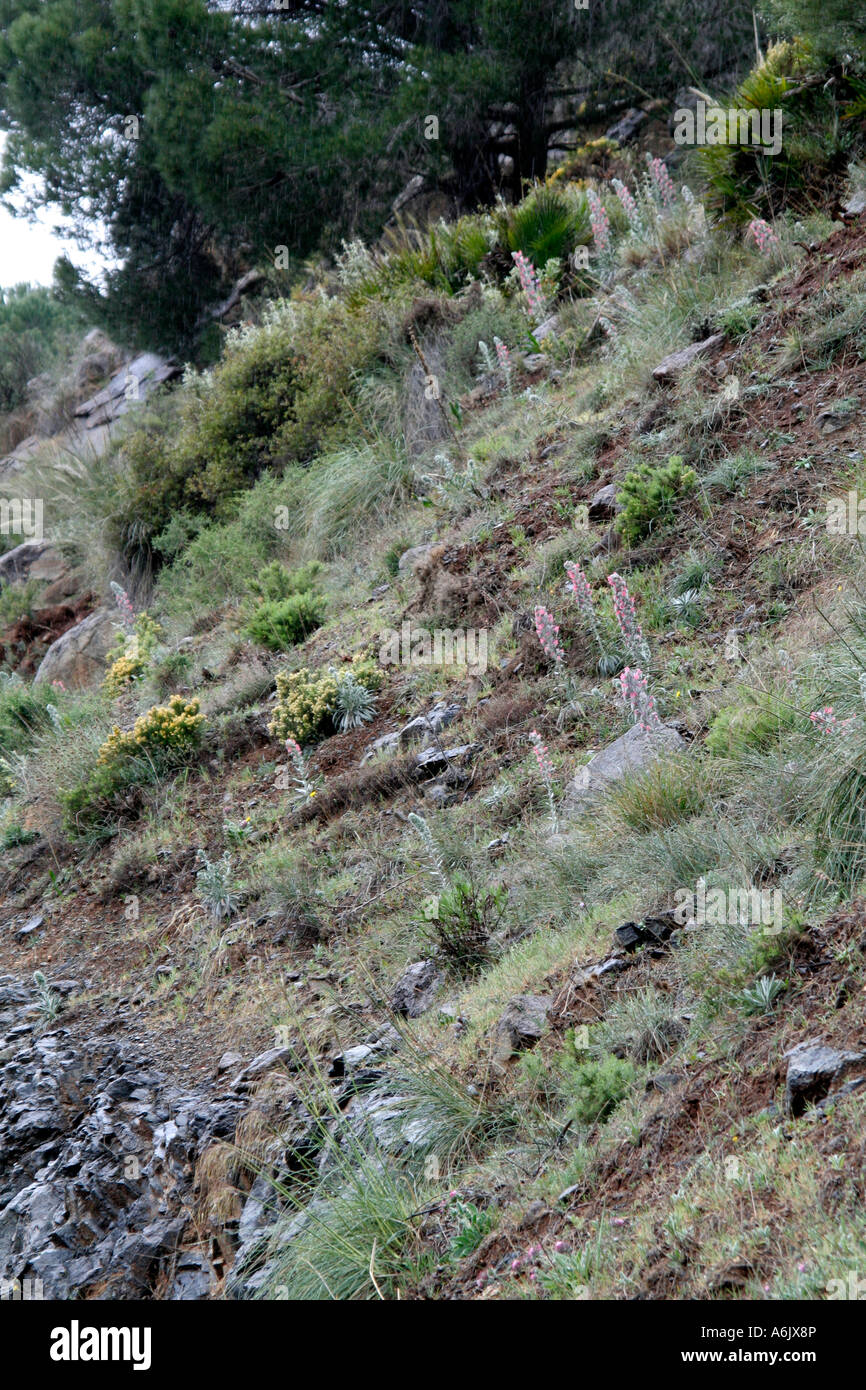 Echium boissieri su pendii di scisto vicino a Carratraca Andalusia Spagna Foto Stock