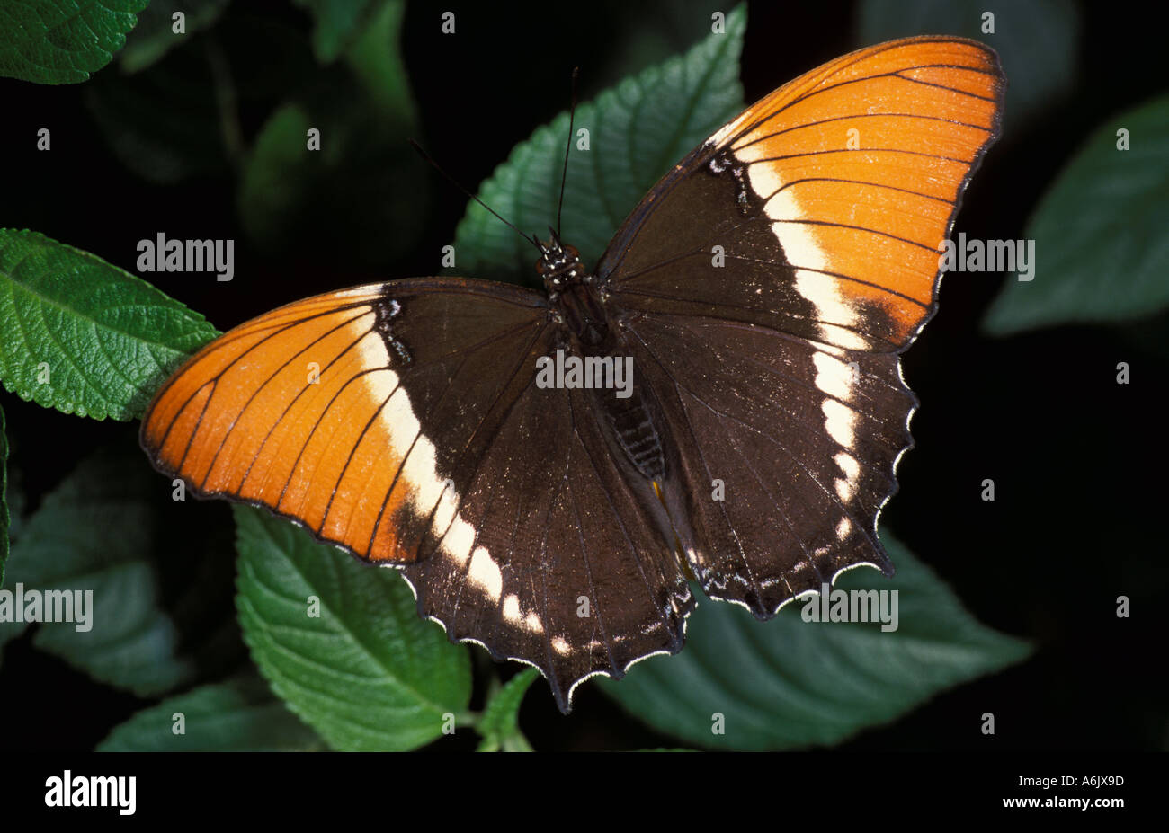 Epaphus Spiroeta Butterfly Bamboo marrone pagina America Centrale Foto Stock