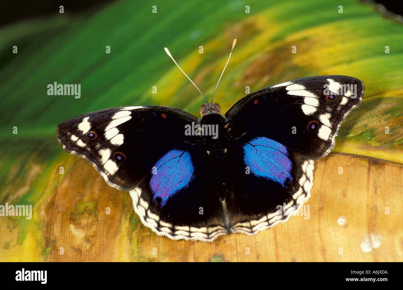 Pansy nero Butterfly preciso oenone Africa Foto Stock