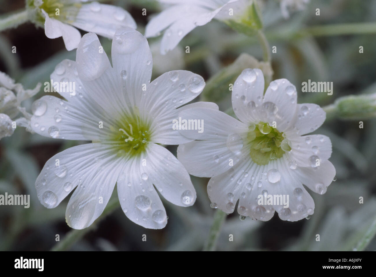 Cerastium tomentosum (neve in estate) Close up di due piccoli fiori bianchi con foglie argentate. Foto Stock