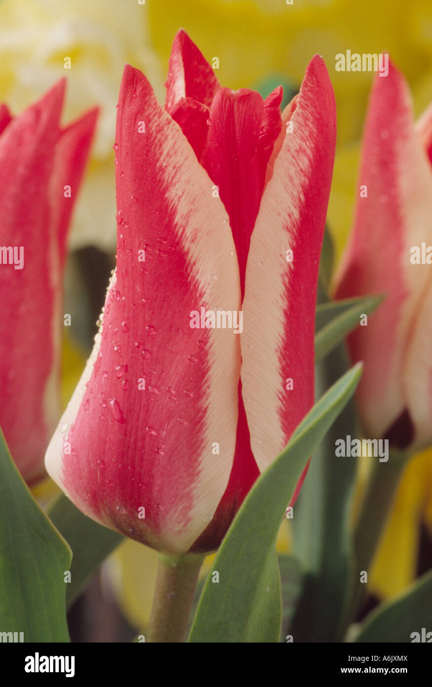 Tulipa "Pinocchio" (Tulip) DIVISIONE 14 quattordici Greigii gruppo. Close up di bianco orlato di rosso tulipano. Foto Stock