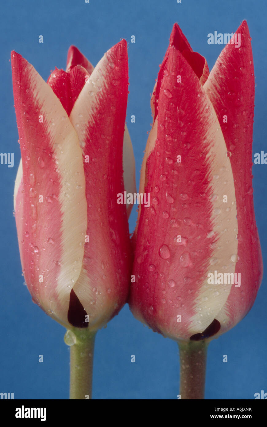 Tulipa "Pinocchio" (Tulip) DIVISIONE 14 quattordici Greigii gruppo. In prossimità dei due bianco orlato di rosso tulipano. Foto Stock