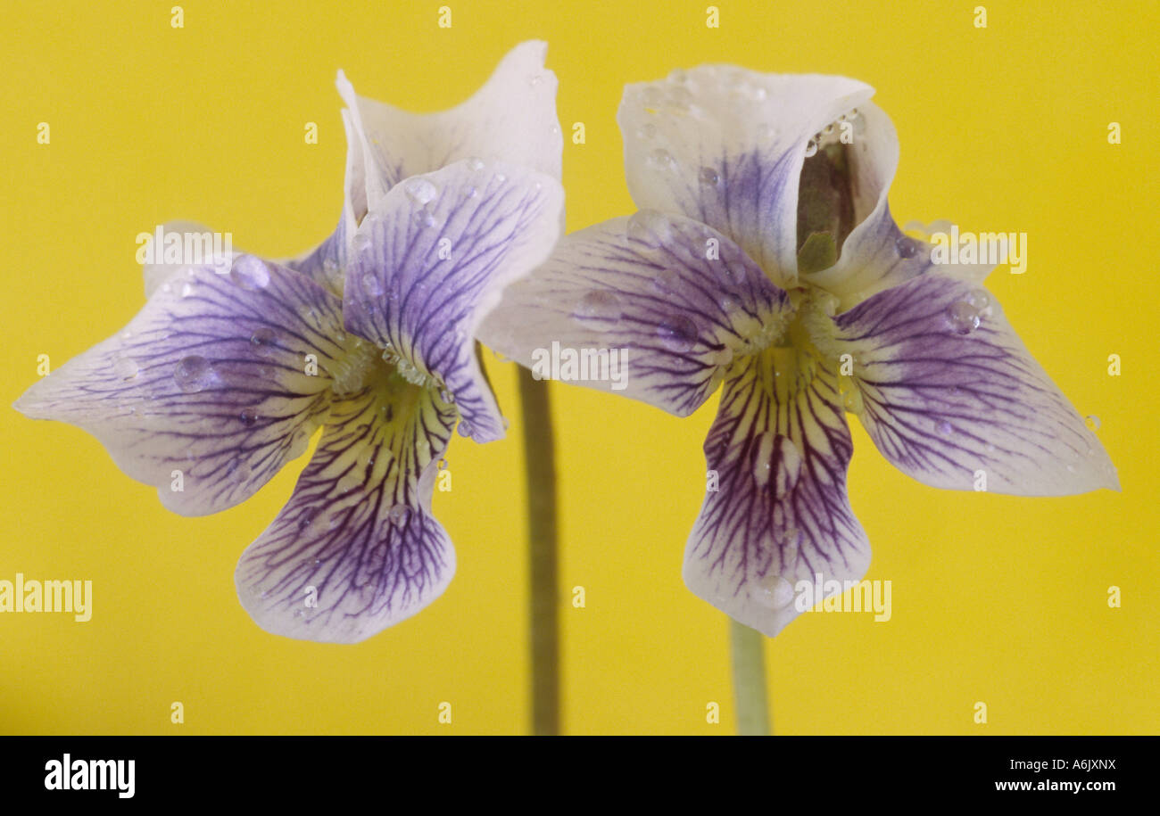 Viola sororia 'Priceana' ( sorella violetta, lanosi blue violet) Close up di due bianchi e blu fiori venato con centro di colore giallo. Foto Stock