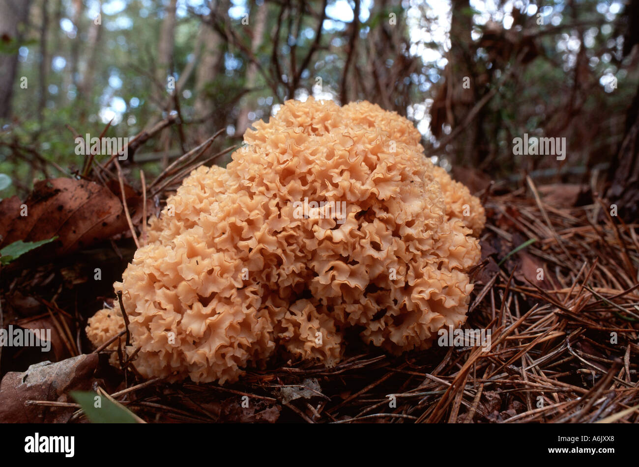 Legno, cavolfiore cavolfiore (funghi Sparassis crispa), corpo fruttifero in pineta Foto Stock