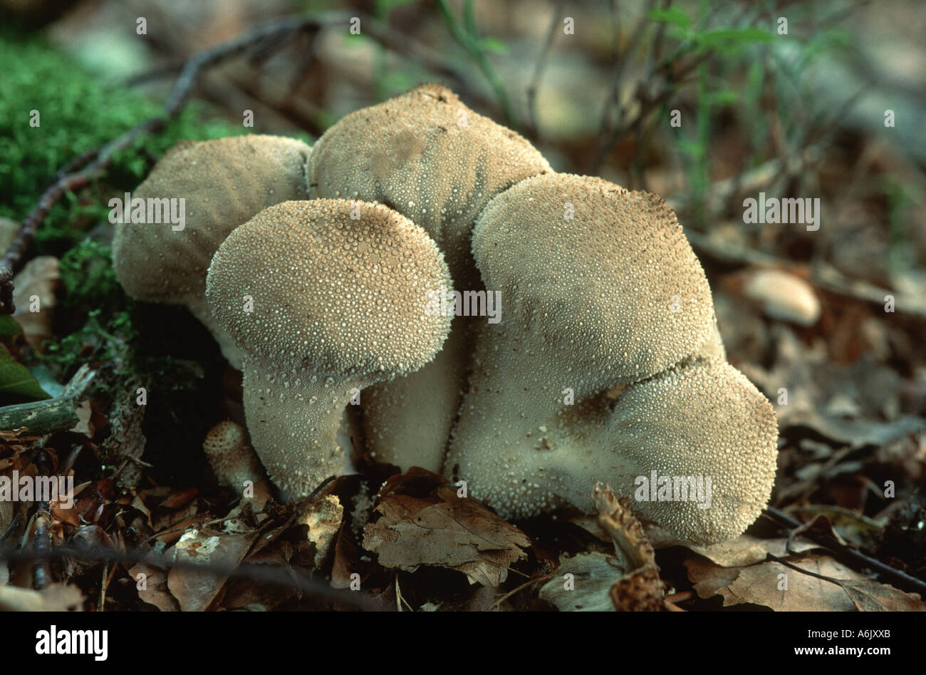 Puffball comune (Lycoperdon perlatum), frutto maturo di corpi su deadwood Foto Stock