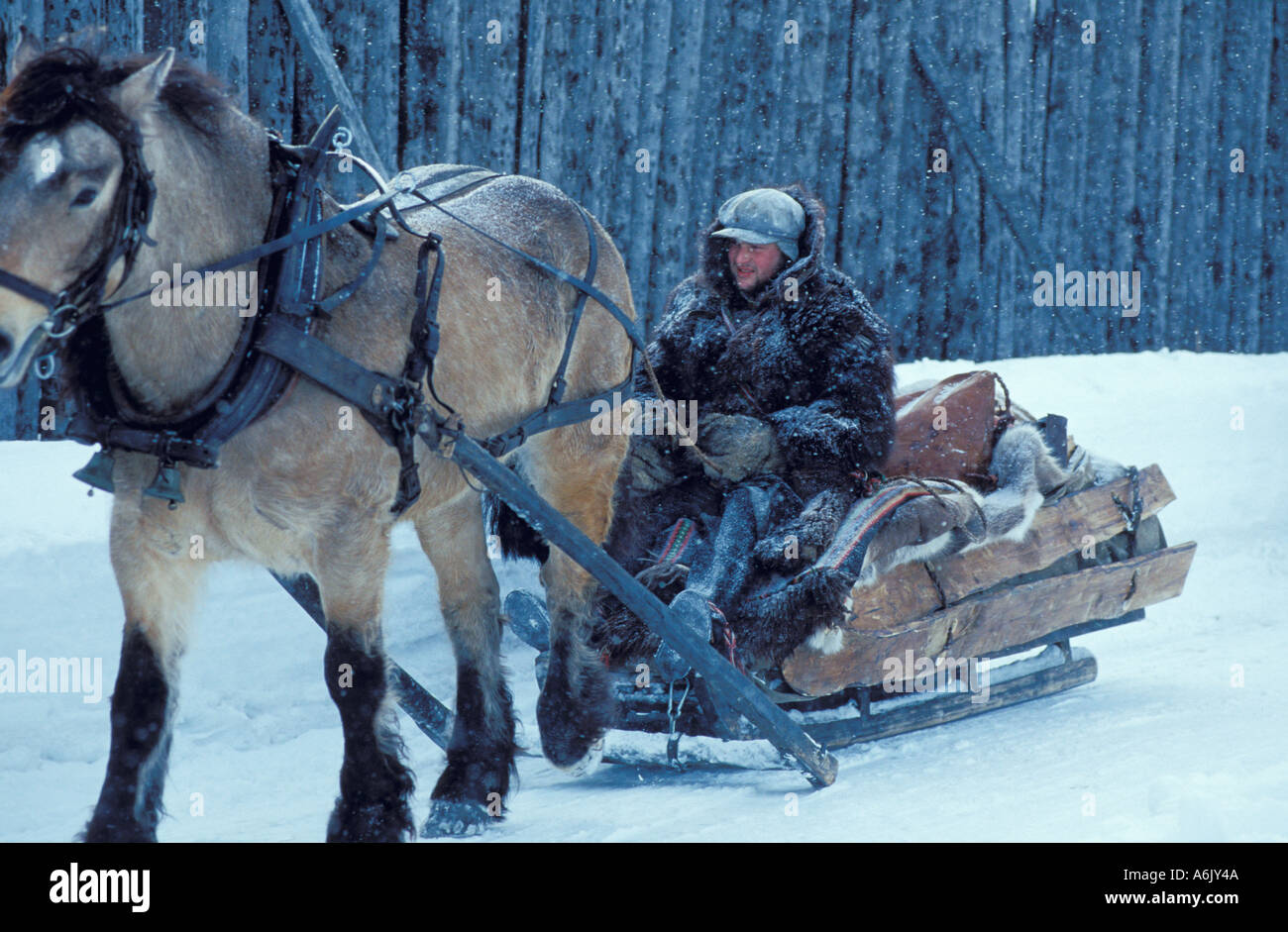 Il cavallo e la slitta STrondelag Roros in Norvegia Foto Stock