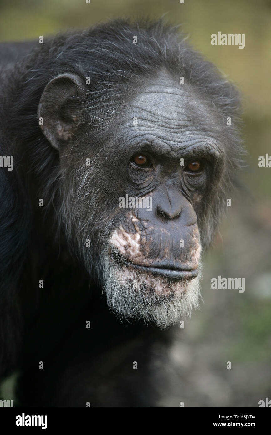 Vecchio ritratto di scimpanzé Foto Stock