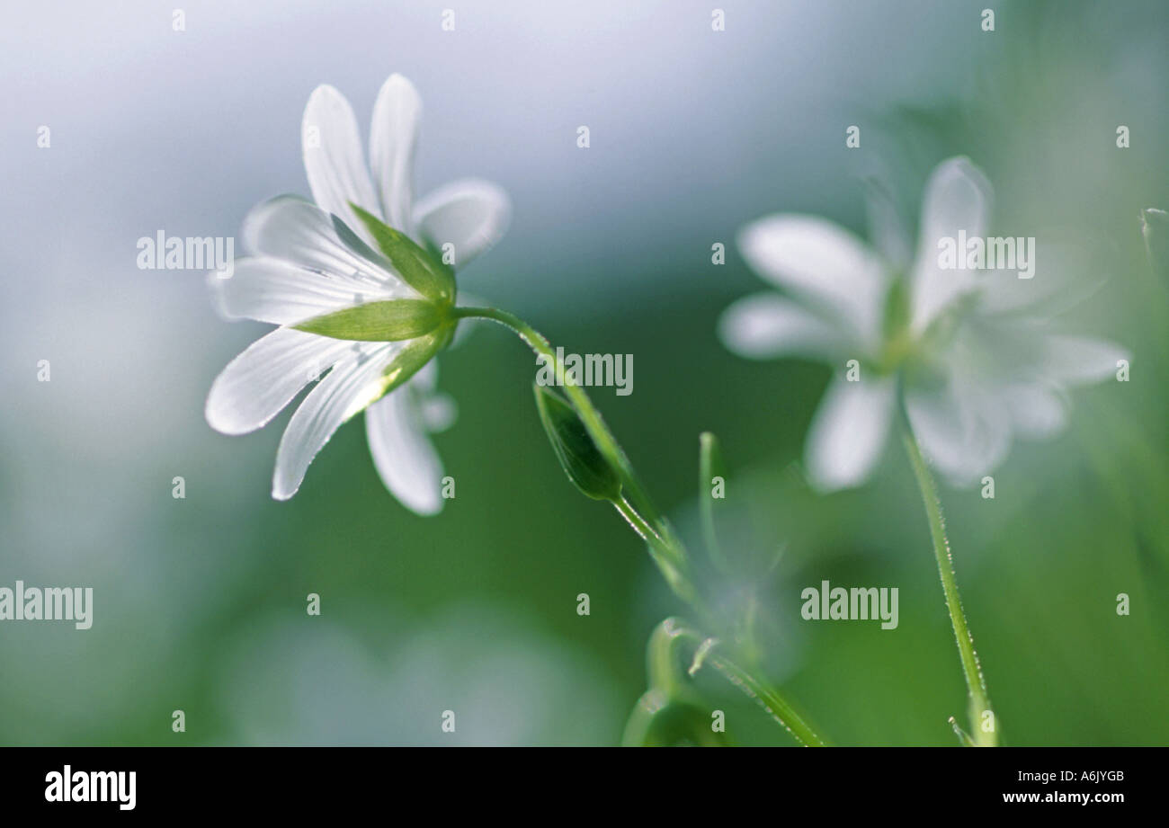 Easterbell starwort, maggiore stitchwort (Stellaria holostea), Germania Foto Stock