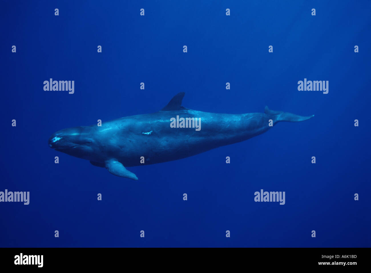 Un falso Killer Whale Pseudorca crassidens. HAWAII. Foto Stock