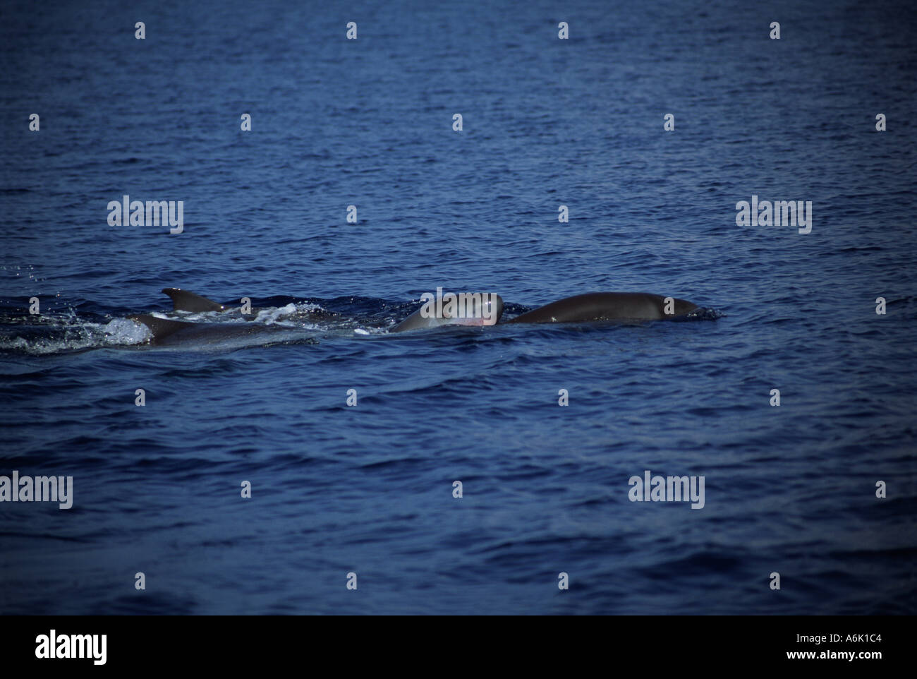 Pigmeo di capodogli Kogia breviceps INDONESIA. Foto Stock