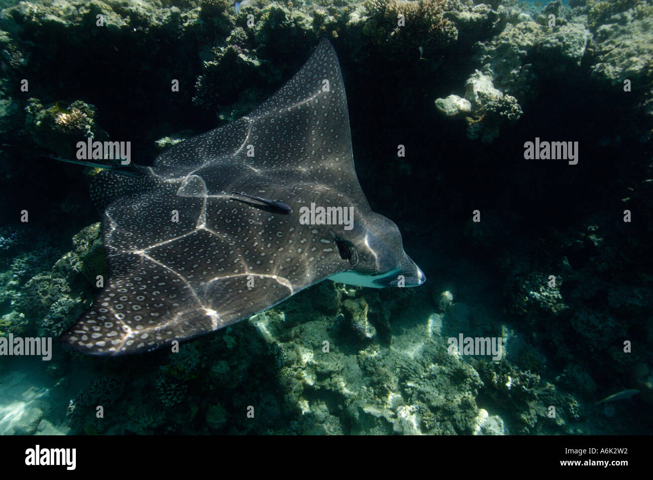 Aeobatus narinari bianco-Raggio di aquila chiazzato Foto Stock