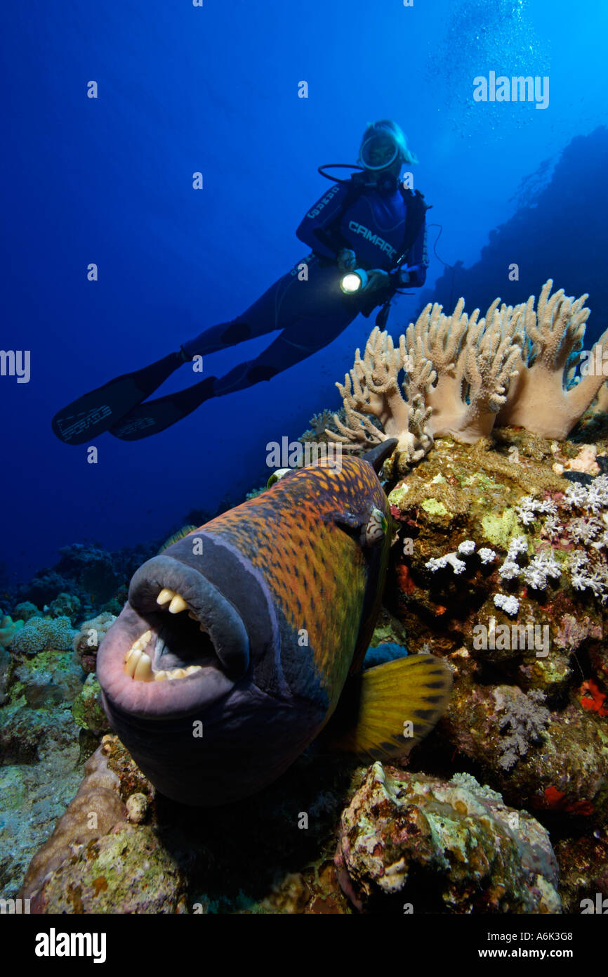 Scuba Diver e titan pesci balestra in Coral reef Balistoides viridescens Foto Stock