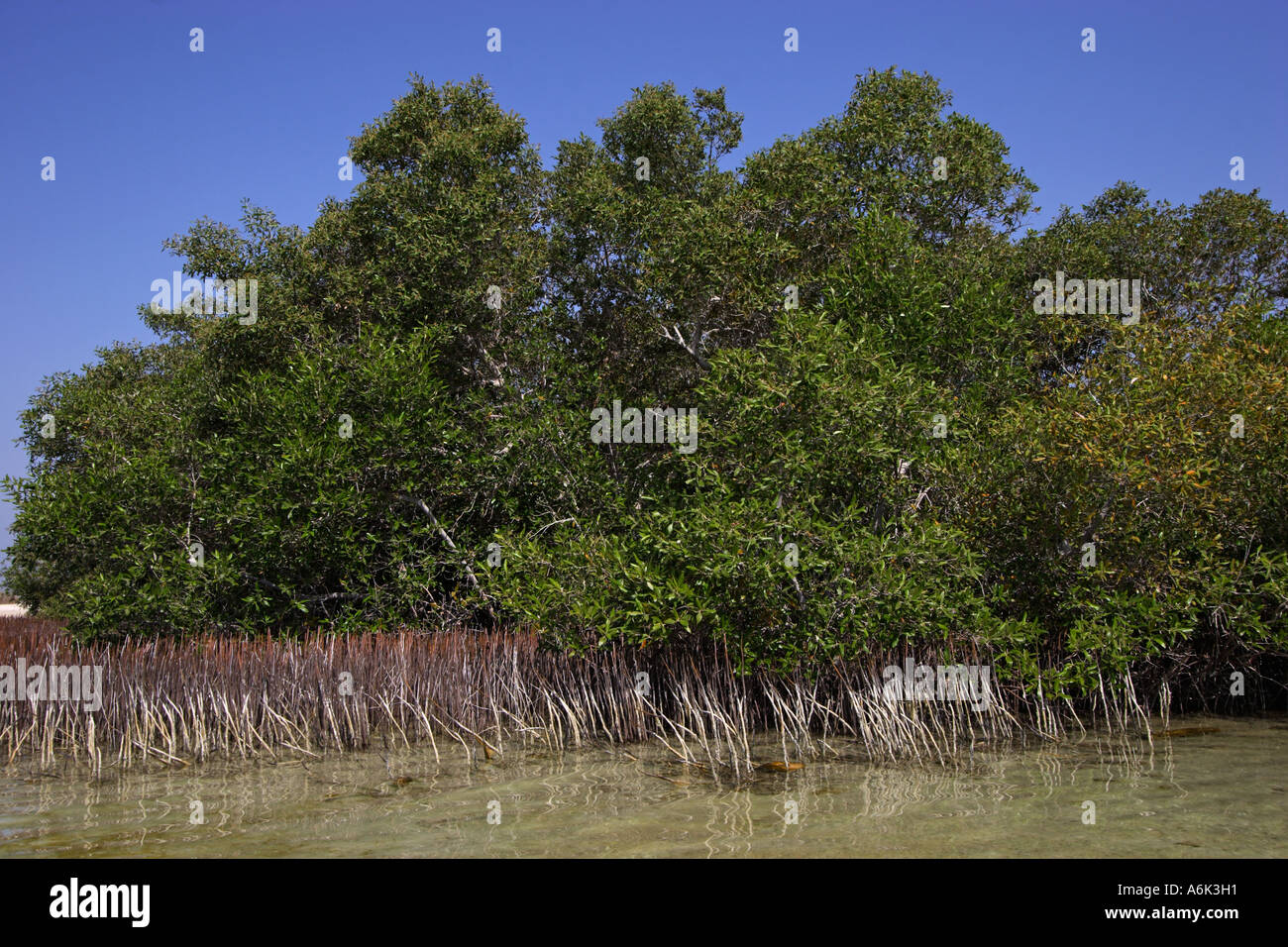 Mangrovie grigio Avicennia marina Foto Stock