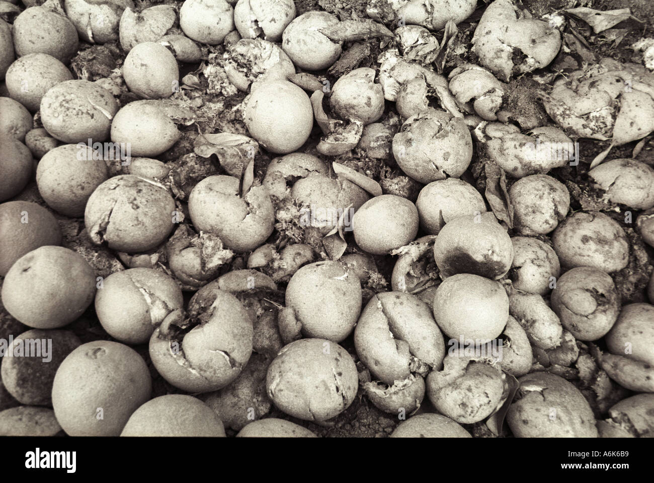 Arance caduti cucciolata a California Orange grove dopo un gelo invernale durante il 1990. primo piano in bianco e nero Foto Stock