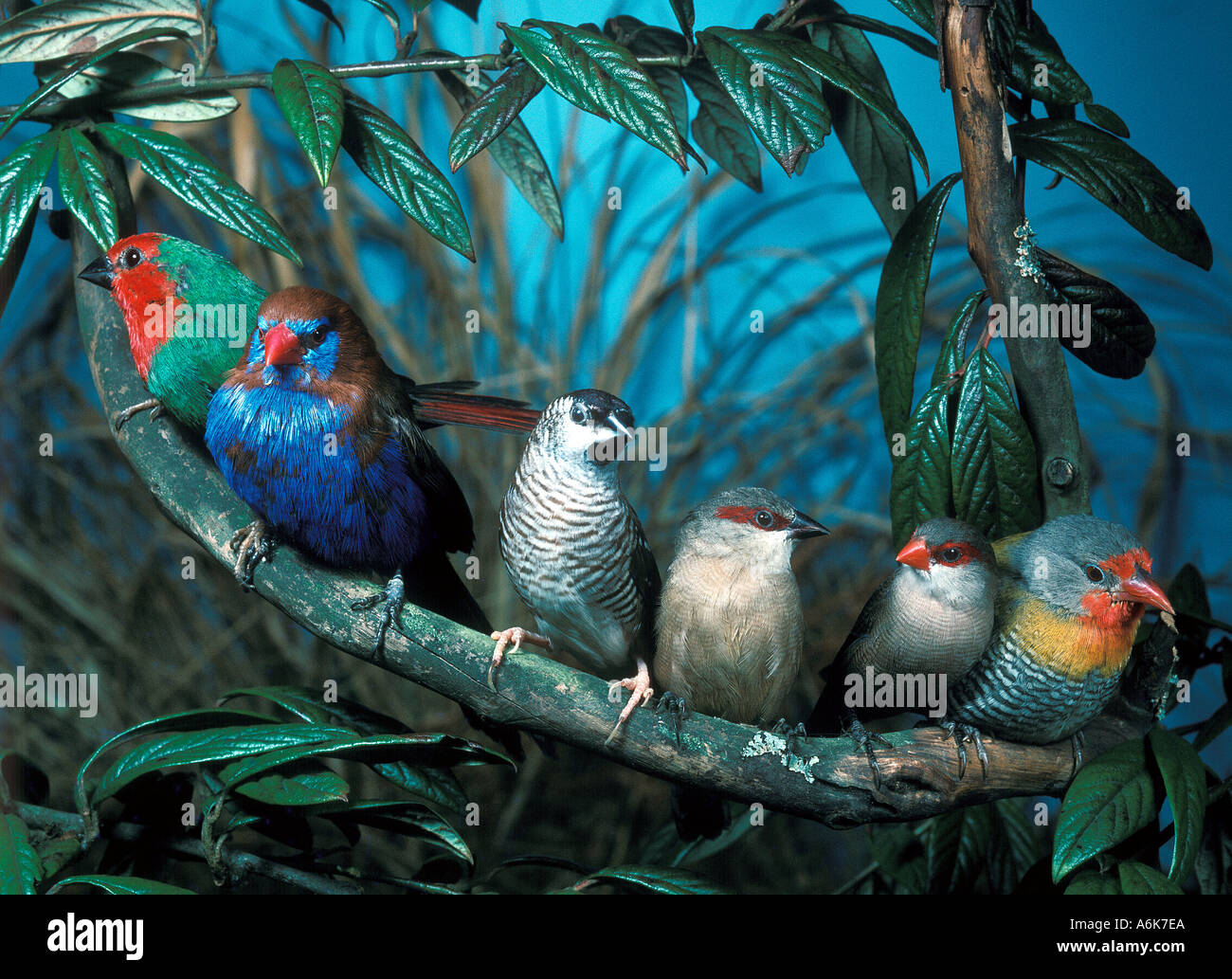 FINCH UCCELLO Foto Stock