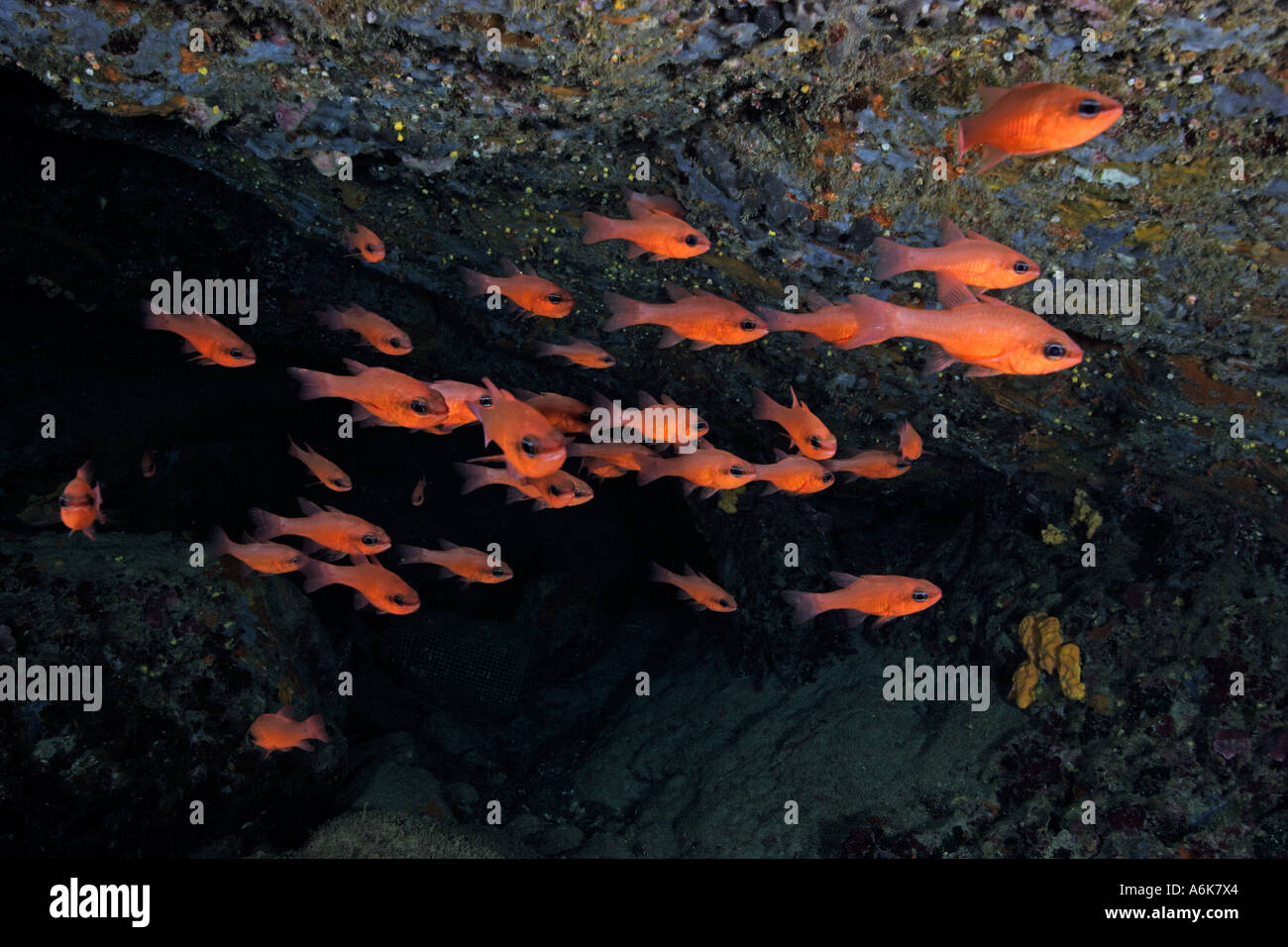 Scuola di Mediterraneo cardinalfish in grotta, Elba Italy mare mediterraneo Foto Stock