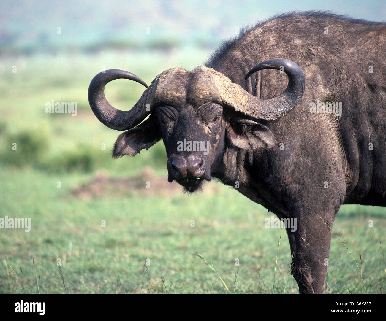 Mammifero africano di bufala Foto Stock