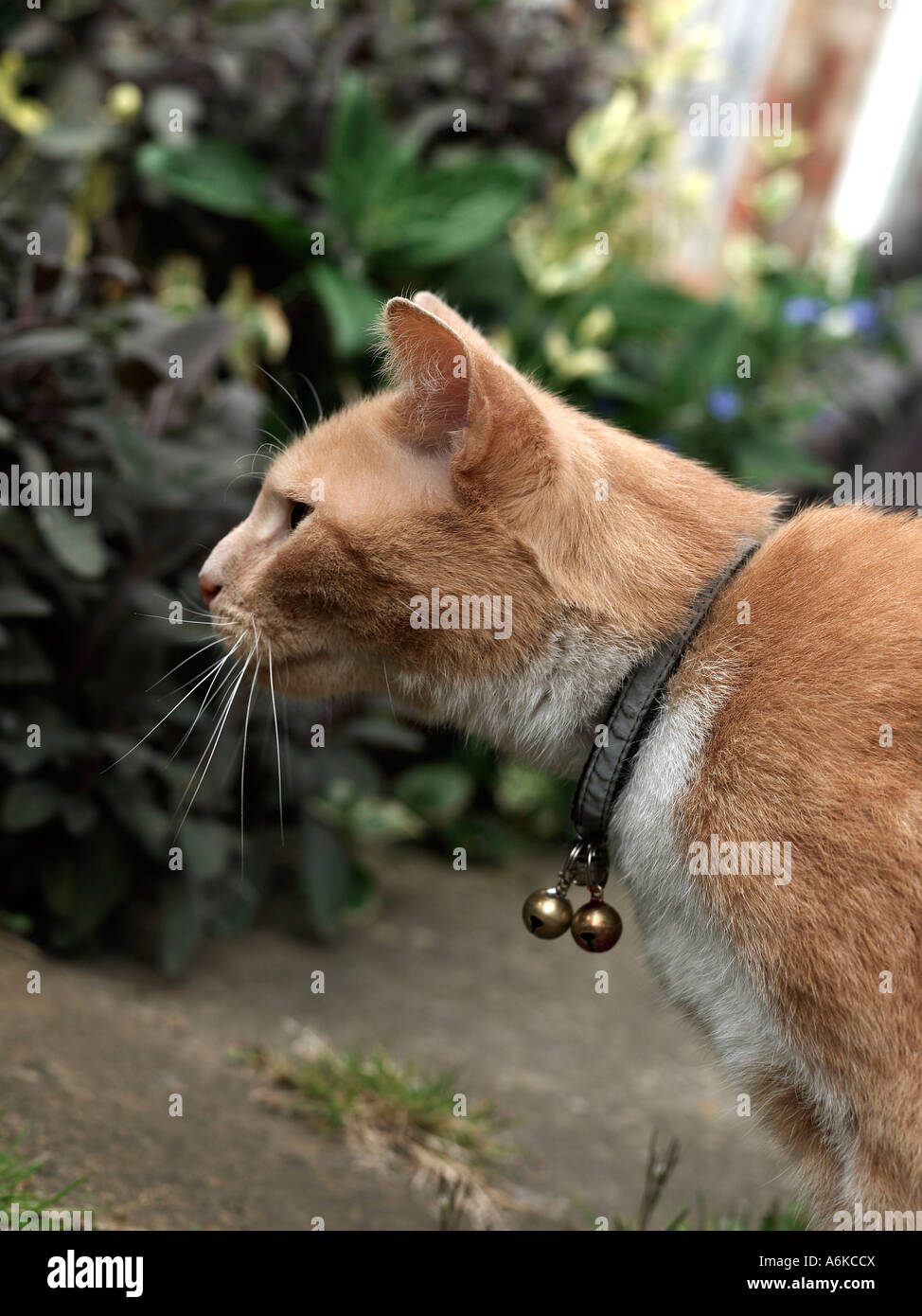 Un gatto di zenzero in giardino con protagonista e guardare è preda. Foto Stock