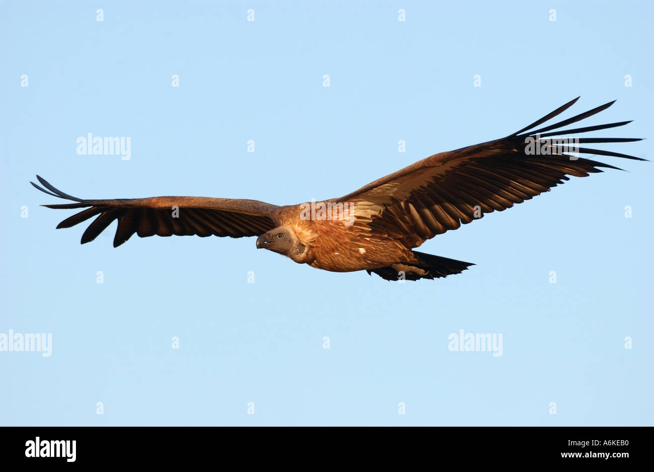 Dorso bianco Vulture in volo nel cielo blu Masaii Mara Kenya Foto Stock