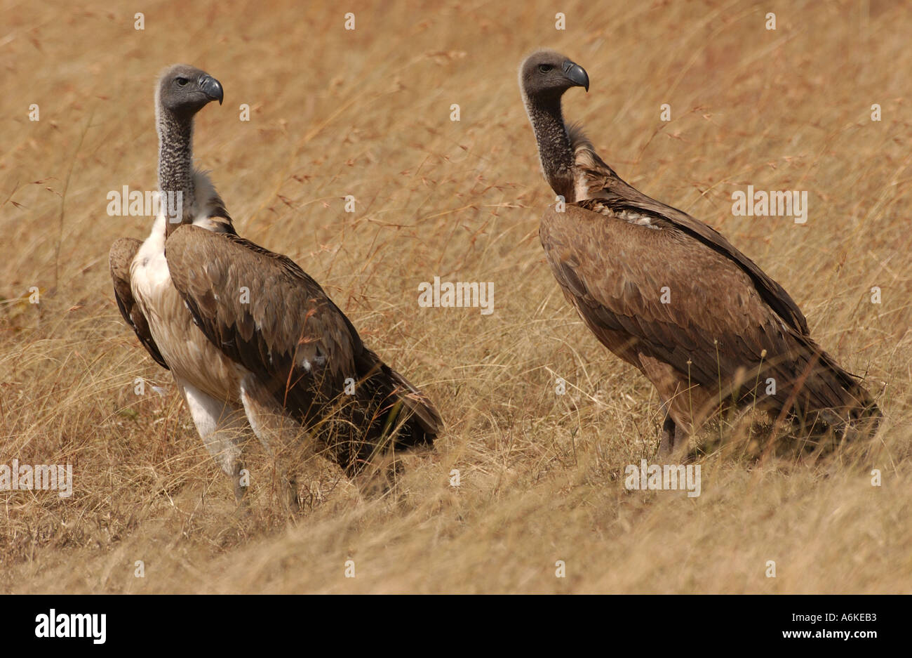 Due dorso bianco avvoltoi in piedi in erba lunga Masaii Mara Kenya Foto Stock