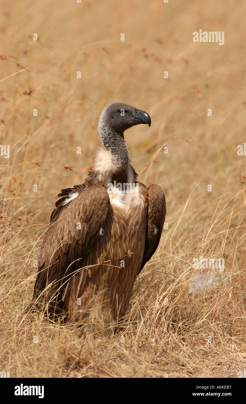 Dorso bianco Vulture in erba lunga Masaii Mara Kenya Foto Stock
