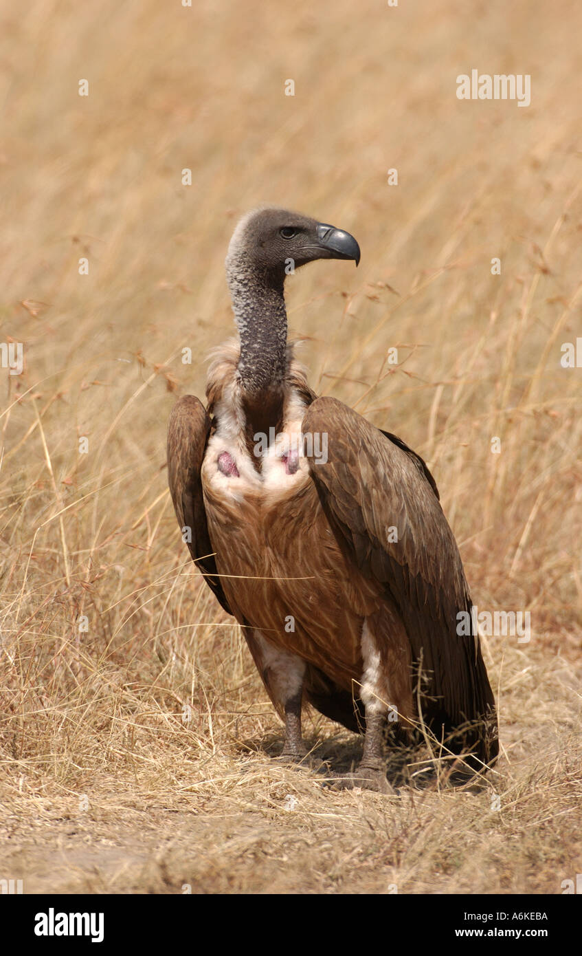 Dorso bianco Vulture sul suolo Masaii Mara Kenya Foto Stock