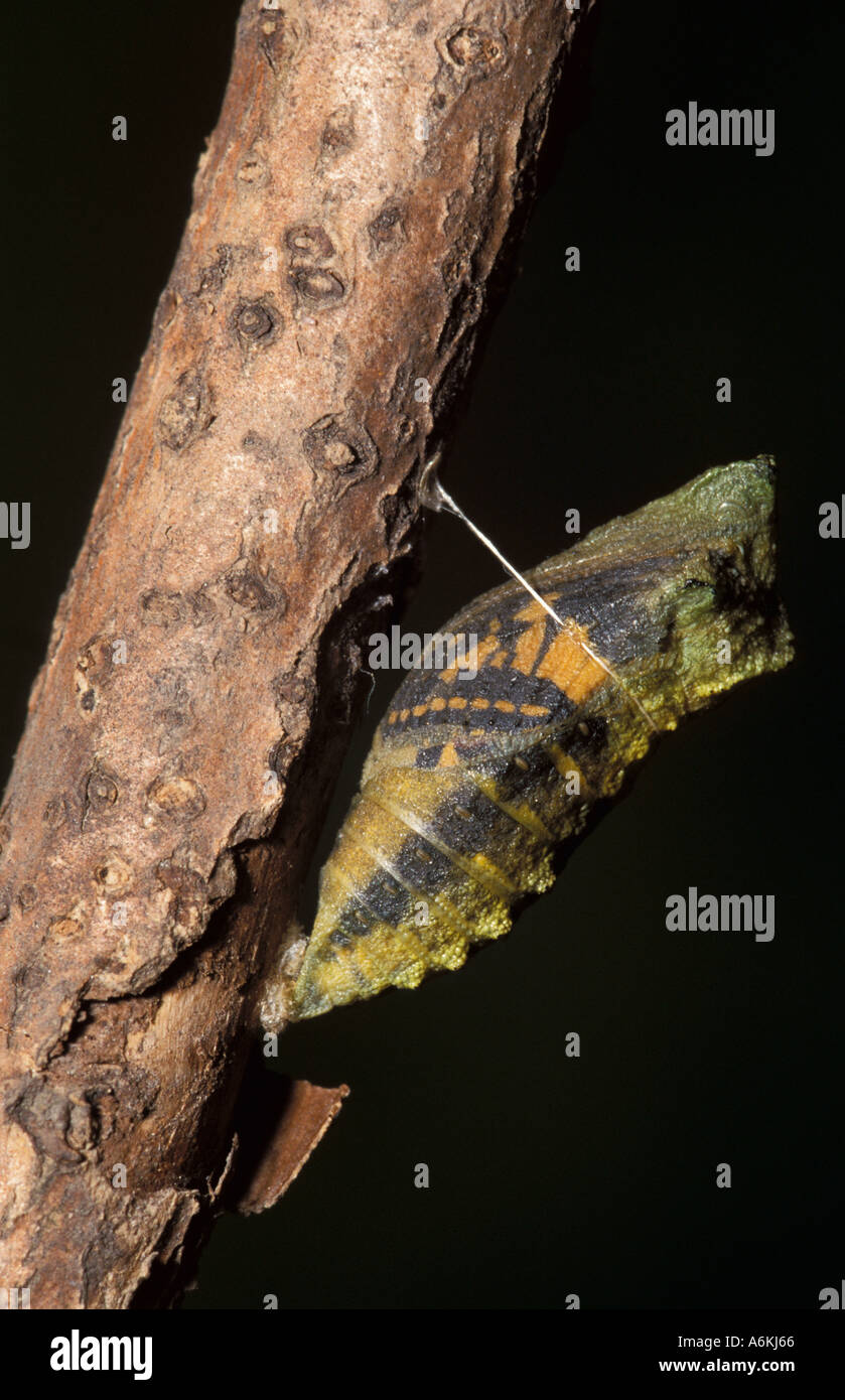 Coda forcuta Papilio machaon butterfly pupa crisalide Foto Stock