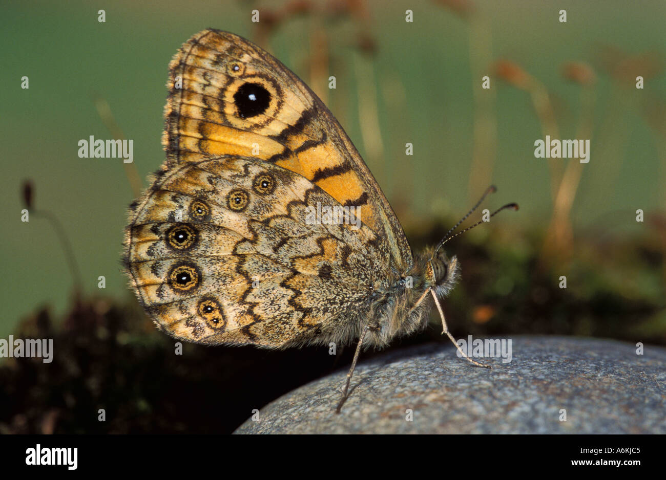 La parete Butterfly Lasiommata megera REGNO UNITO Foto Stock