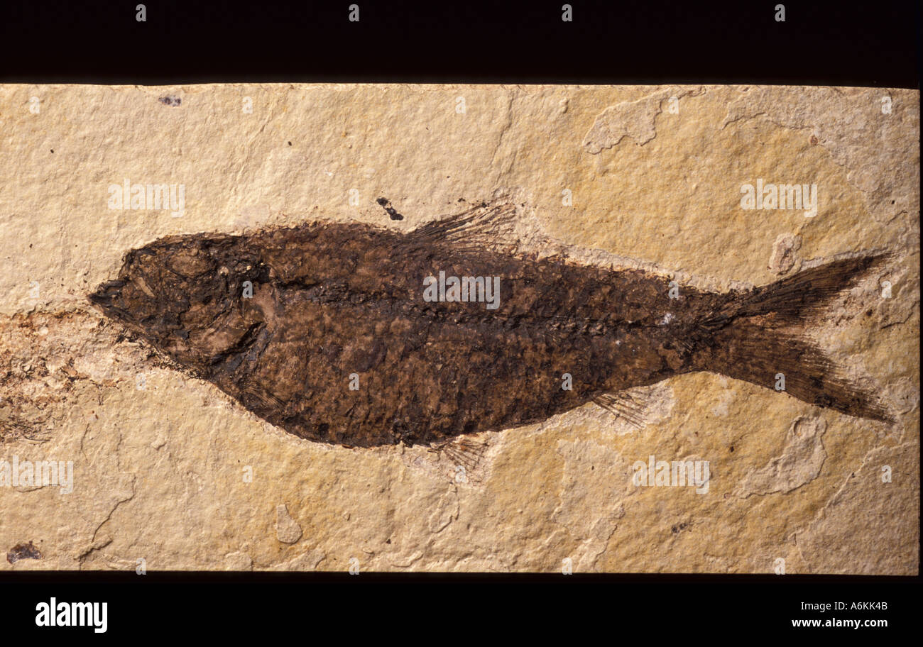 Pesce circa fossili del periodo Cretaceo tempo 150 milioni di anni fa Foto Stock