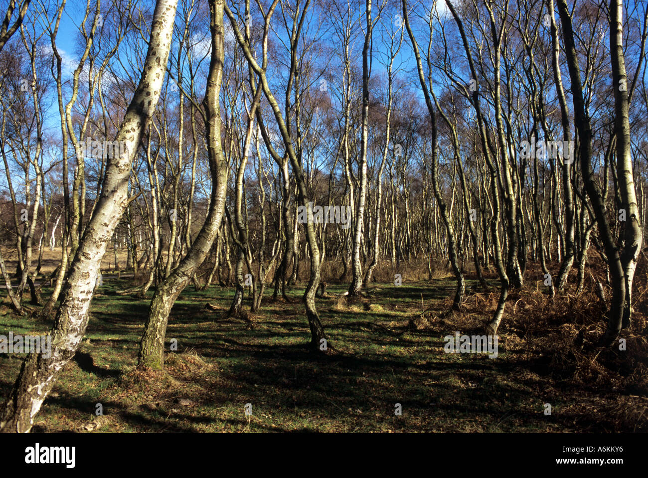 Nastro di betulle Sherwood Foest. Foto Stock