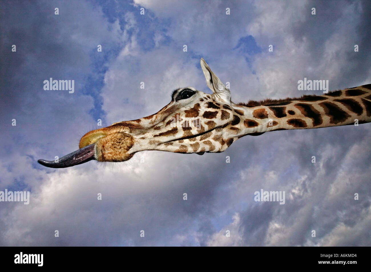 Giraffa Rothschild Giraffa camelopardalis rothschildi Ritratto di adulto e linguetta estesa con cielo tempestoso in Kenya in background Foto Stock