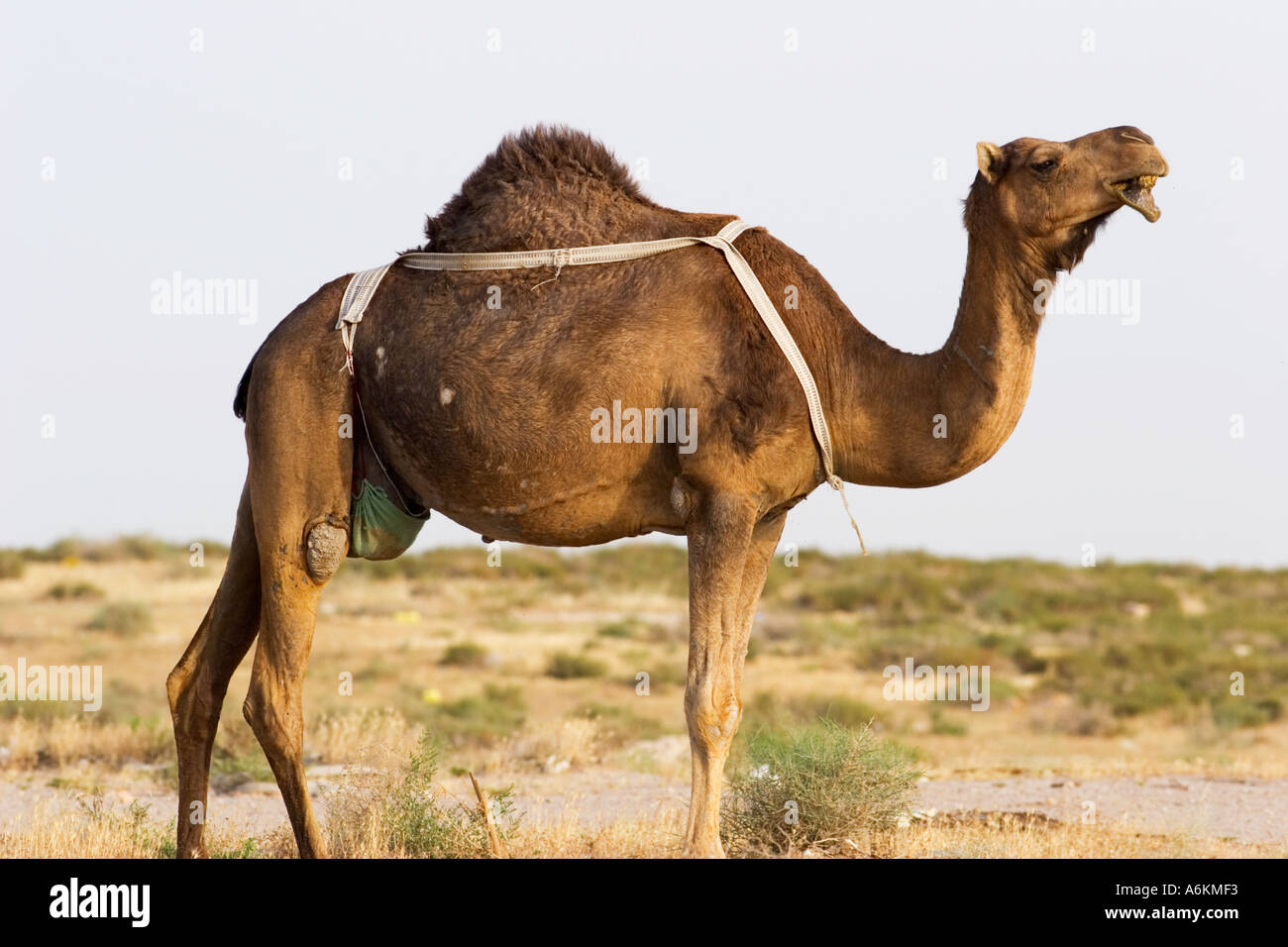 Profilo del cammello Foto Stock